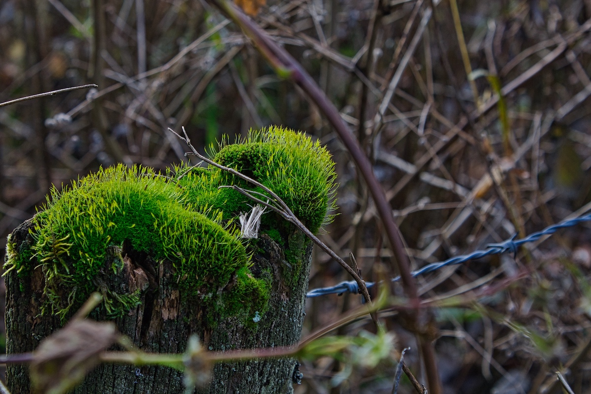 Waldbaden – die Kraft der Natur